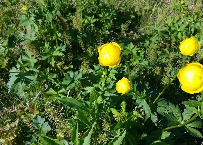 Bed & Breakfast Wanha